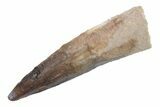 Fossil Spinosaurus Tooth - Real Dinosaur Tooth #222572-1